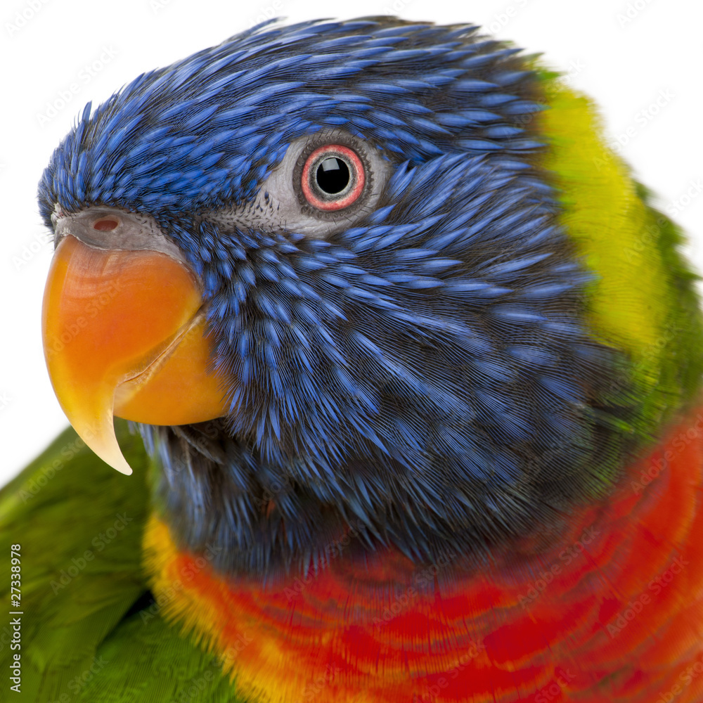 Fototapeta premium Rainbow Lorikeet, Trichoglossus haematodus, 3 years old