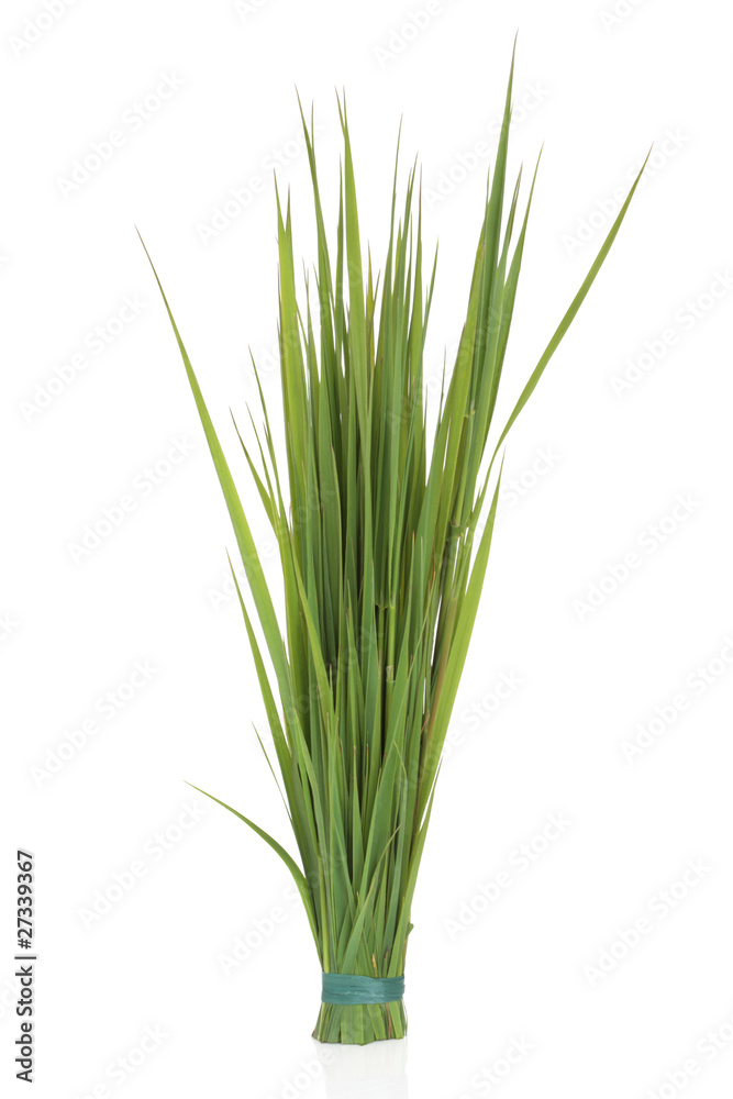 Rye Grass Rye Grass