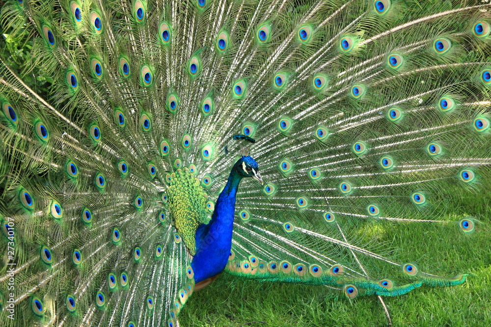 Obraz premium beautiful peacock at Lazienki Palace, Warsaw