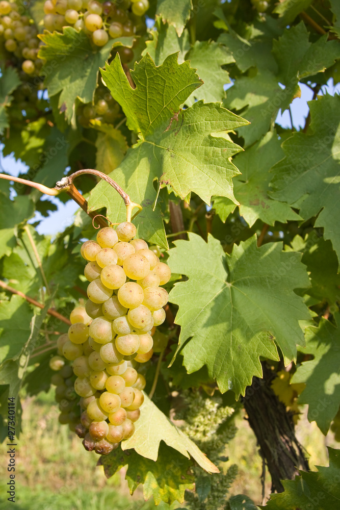 bunch of ripe grapes on grapevine right before harvest bunch of ripe grapes on grapevine right before harvest
