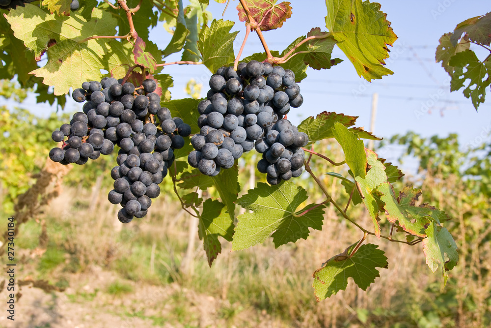 bunch of ripe grapes on grapevine right before harvest