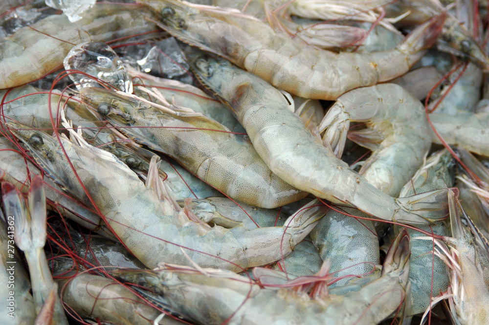 Seafood in the market Seafood in the market