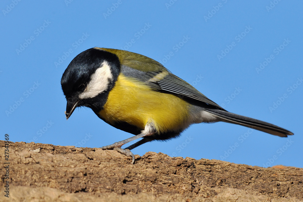 Naklejka premium great tit