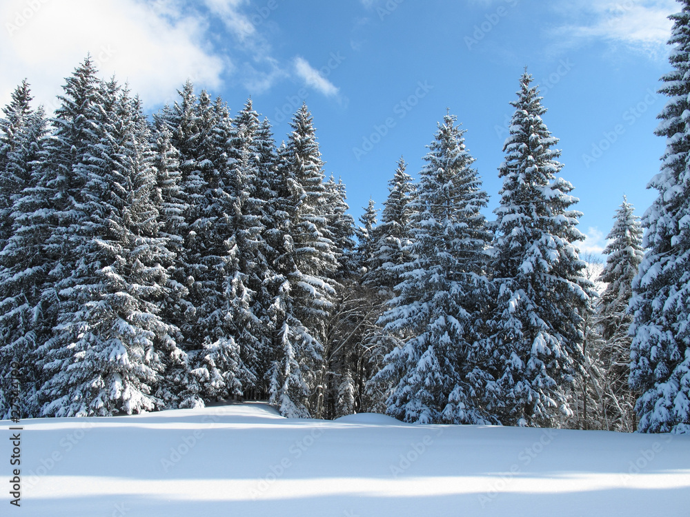 Obraz premium Winterwald