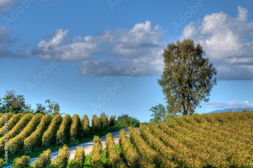 Vineyard In Franciacorta before sunset