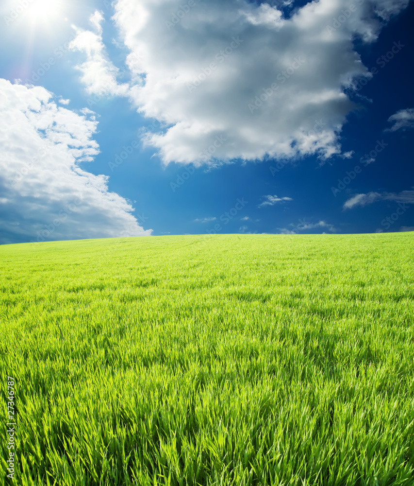 green grass under cloudy sky