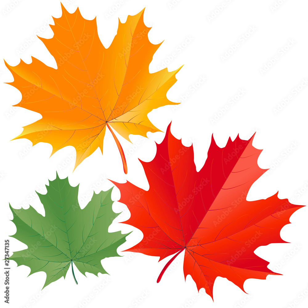 Obraz premium Colorful maple leaves
