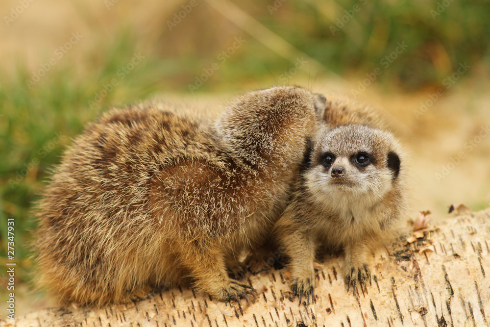 Fototapeta premium Baby meerkats
