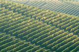 Weinberg im Piemont