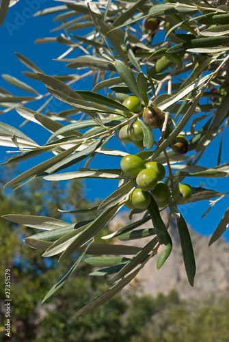 Olive tree branch