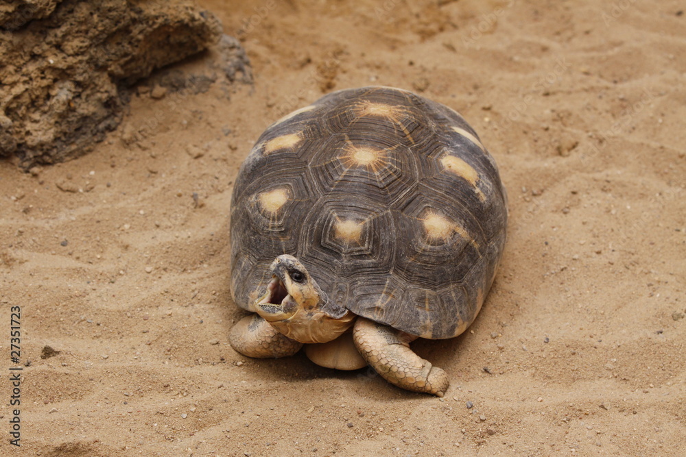 Sägerücken Schildkröte in Nahaufnahme Sägerücken Schildkröte in Nahaufnahme