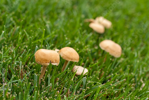 Mushroom Growing on the Lawn