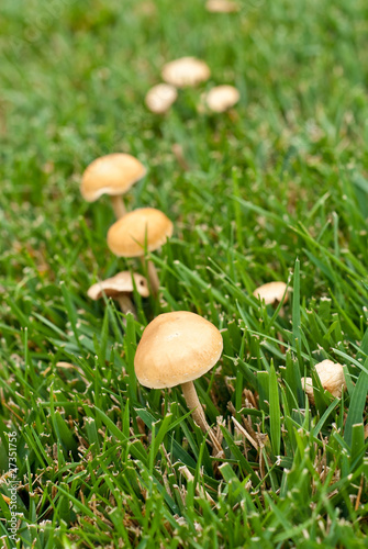 Mushrooms Growing in Grass