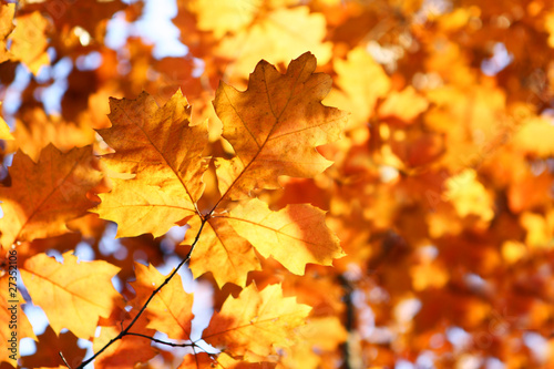 the branch of yellow autumn leaves