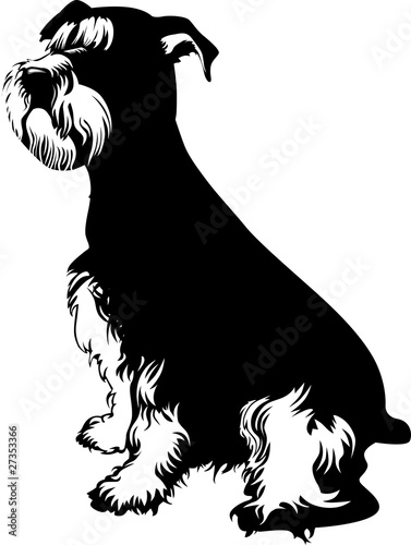 Black and white schnauzer