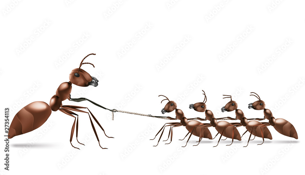 Fototapeta premium ant rope pulling