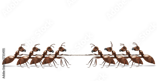 ant rope pulling © kikkerdirk