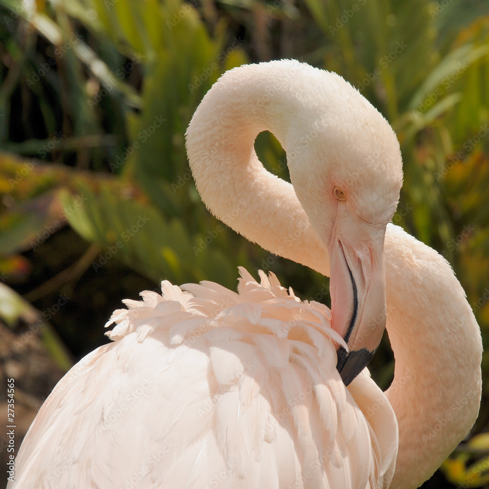 Fototapeta premium Greater flamingo is preening feathers