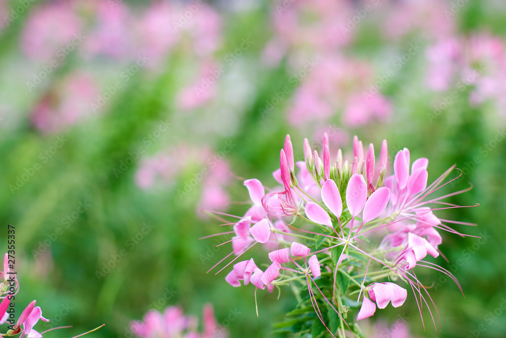クレオメの花 Stock 写真 Adobe Stock