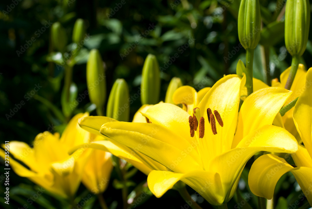 Obraz premium 黄色いスカシユリの花