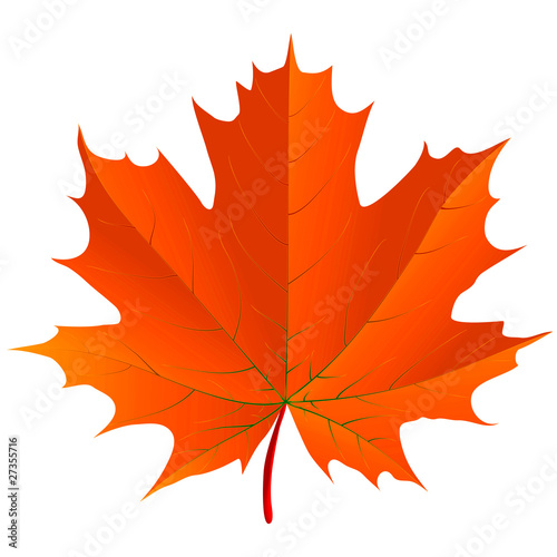 Maple leaf over a white background