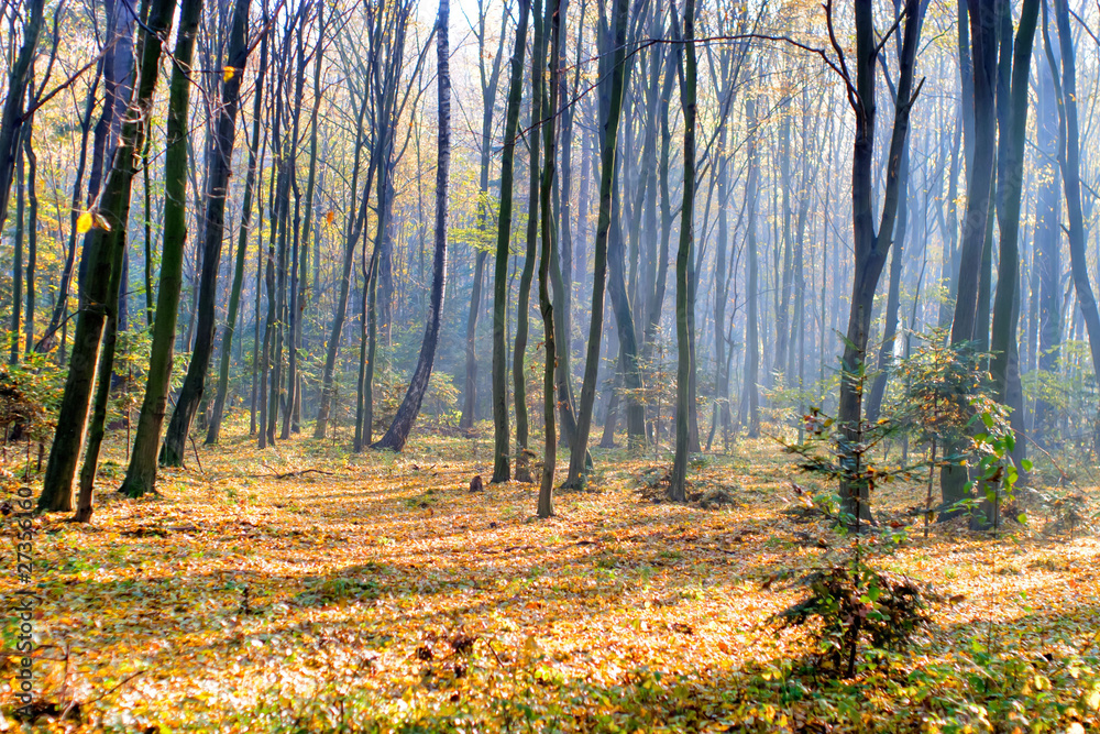 Fototapeta premium forest