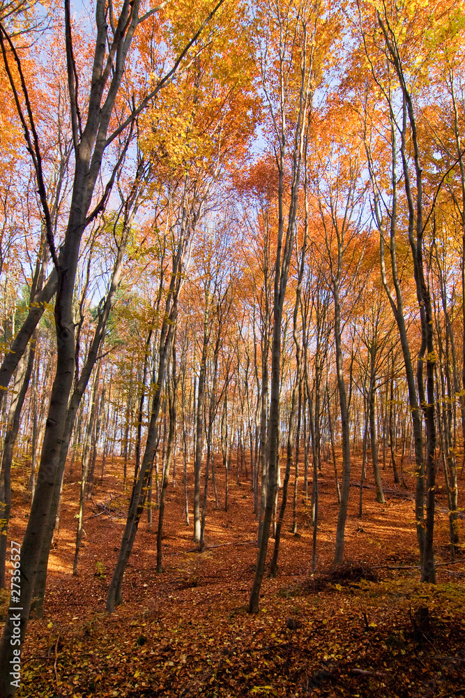 Obraz premium In the autumn forest...