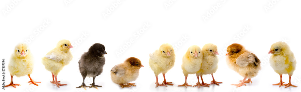 Set of chickens