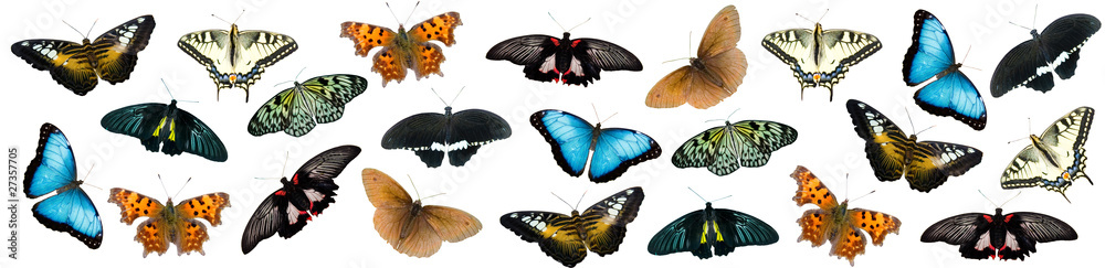 Naklejka premium Set of butterflies