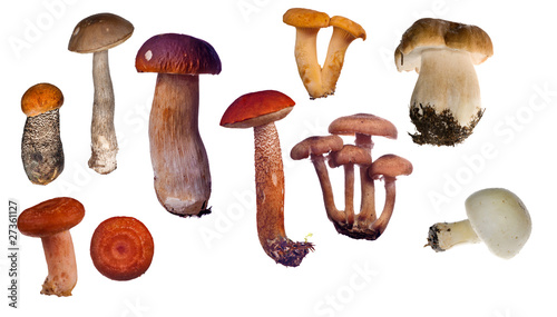 set of edible mushrooms