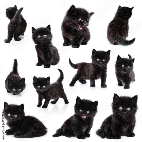 Fototapeta Naklejka Na Ścianę i Meble -  Black little kitten, collection, white background