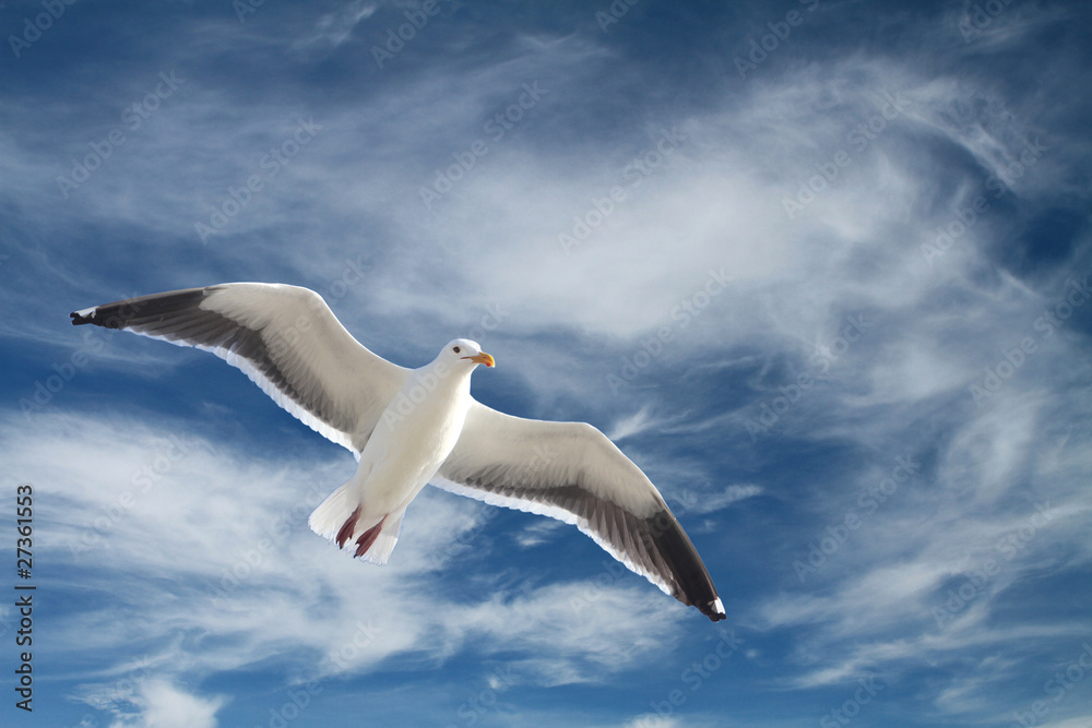 Obraz premium Seagull in Flight