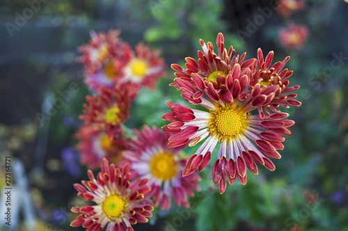 Chrysanthemum flowers