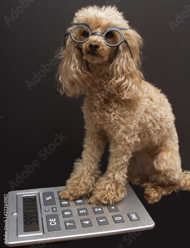 Accounting Dog