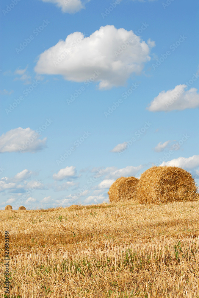 Field and the sky