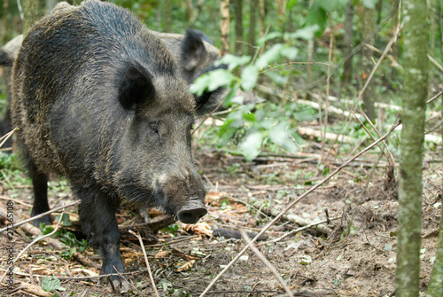 Wild boar