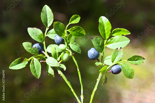 Bilberry - Vaccinium myrtillus photo