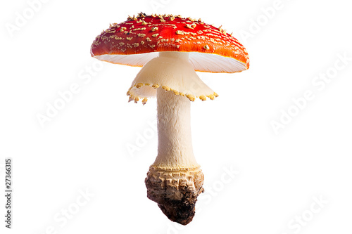 Slika na platnu fly mushroom