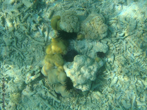 Corail au fond de l'océan Indien