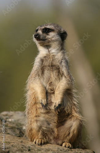 Meerkat sitting on the stone © zest_marina
