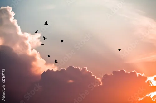 Fototapeta na wymiar Birds above the clouds