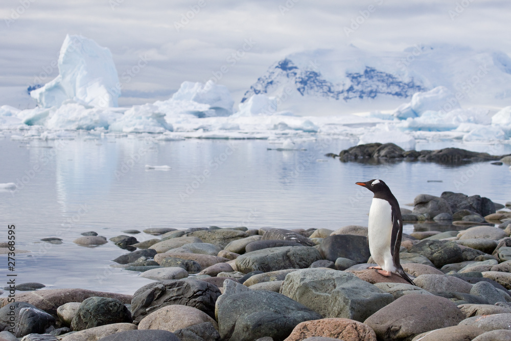 Obraz premium Eselspinguin auf Cuverville Island