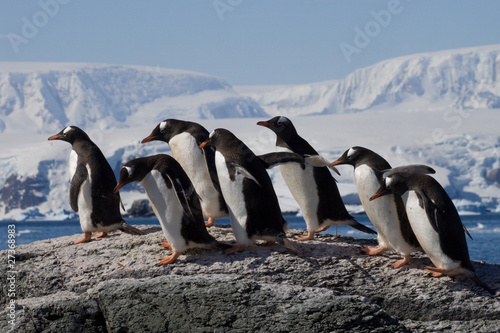 Eselspinguine auf Trinity Island