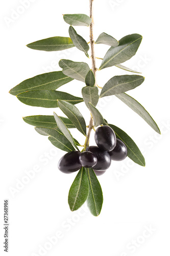 Ramo di olive pendenti