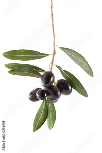 Ramo di olive