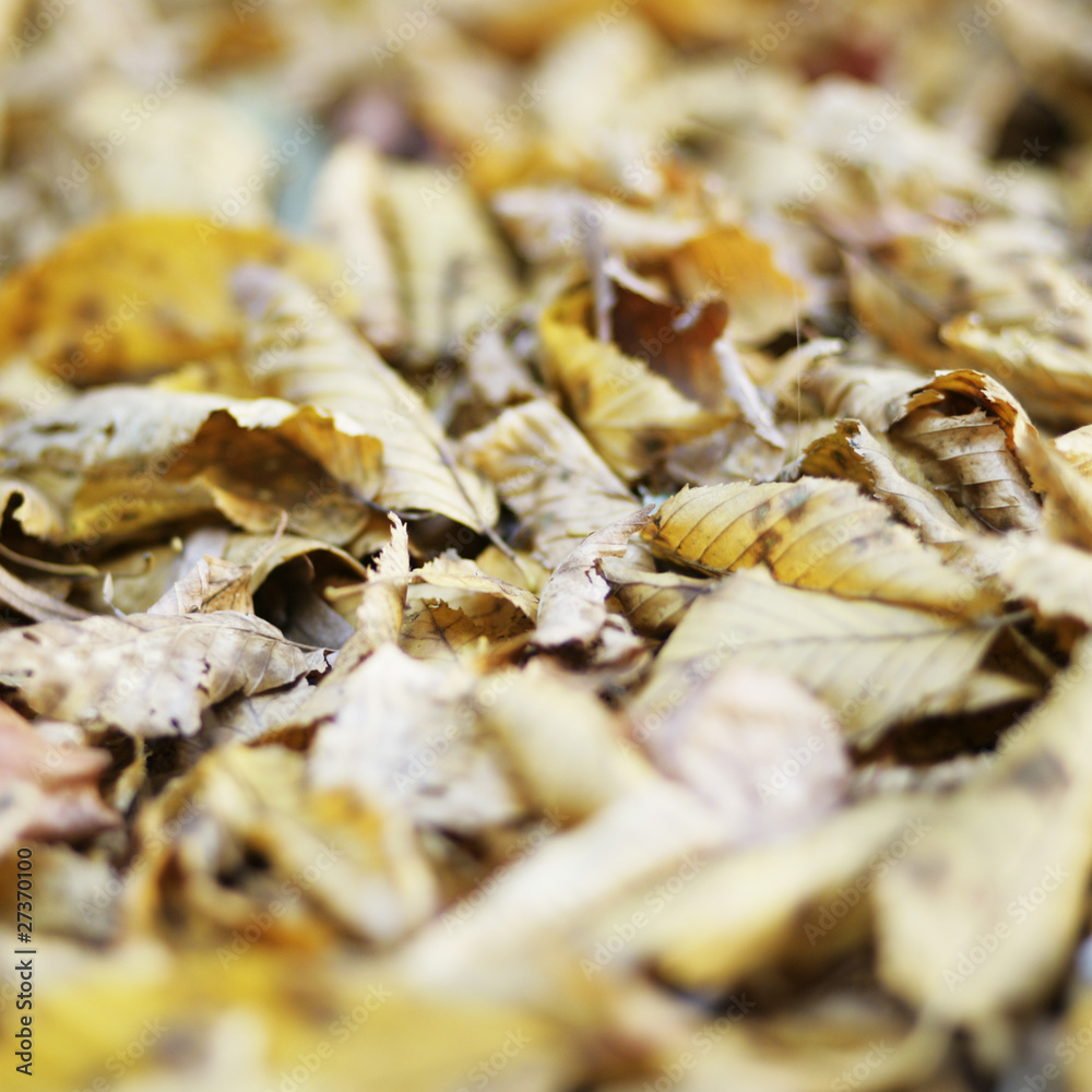Herbst