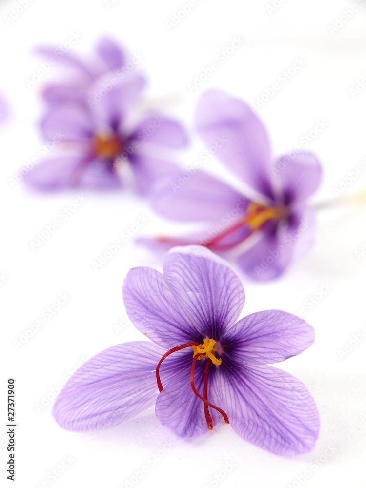 Obraz premium Close up of beautiful blue Saffron Crocus flowers