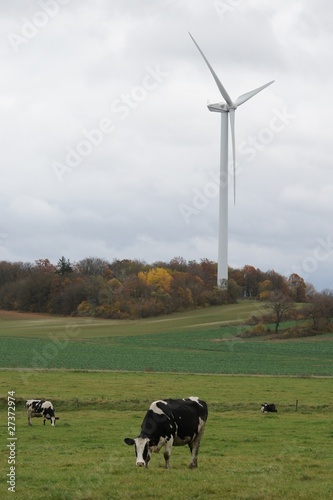 Windenergieanlage und Rinder