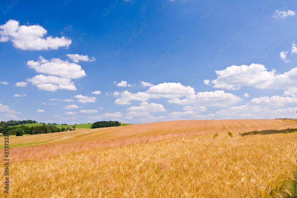 golden wheat field and blue sky landscape