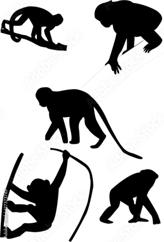 monkeys silhouettes - vector